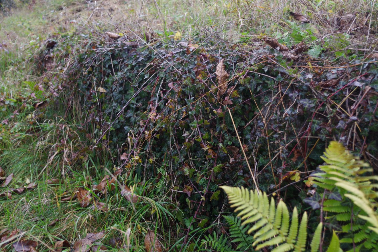 Himmlische Trockenmauerpflege auf dem Engelsberg in Bühlertal.