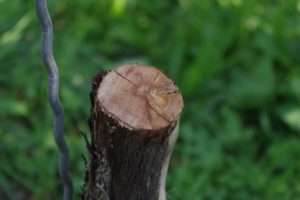 Die helle Verfärbung im Stamminnern ist der Pilz Eska - der Tod eines Weinstocks.