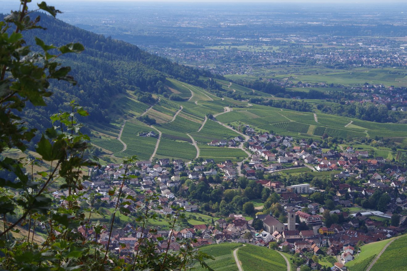 Wald und Weinberge bei Baden-Baden