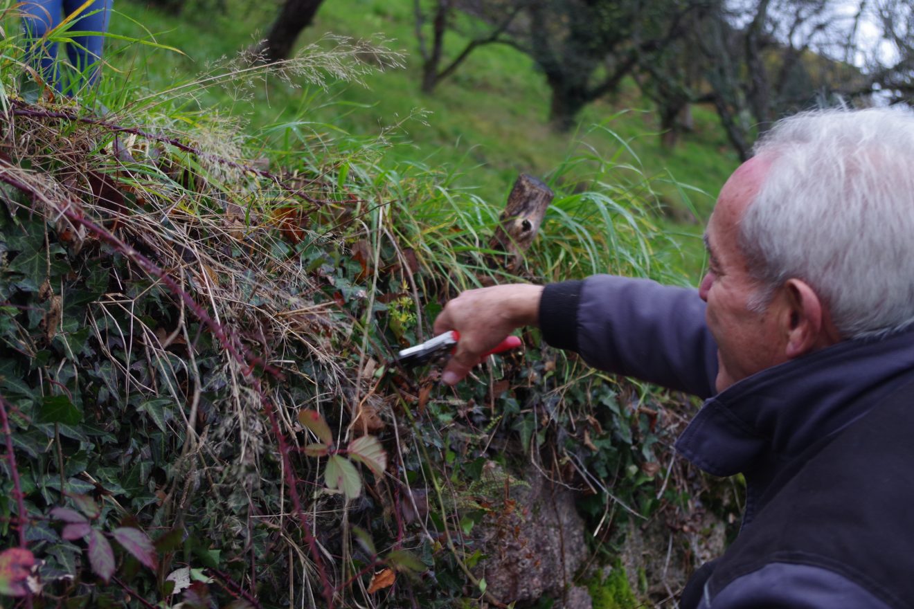 Tockenmauerpflege auf dem Engelsberg in Bühlertal.