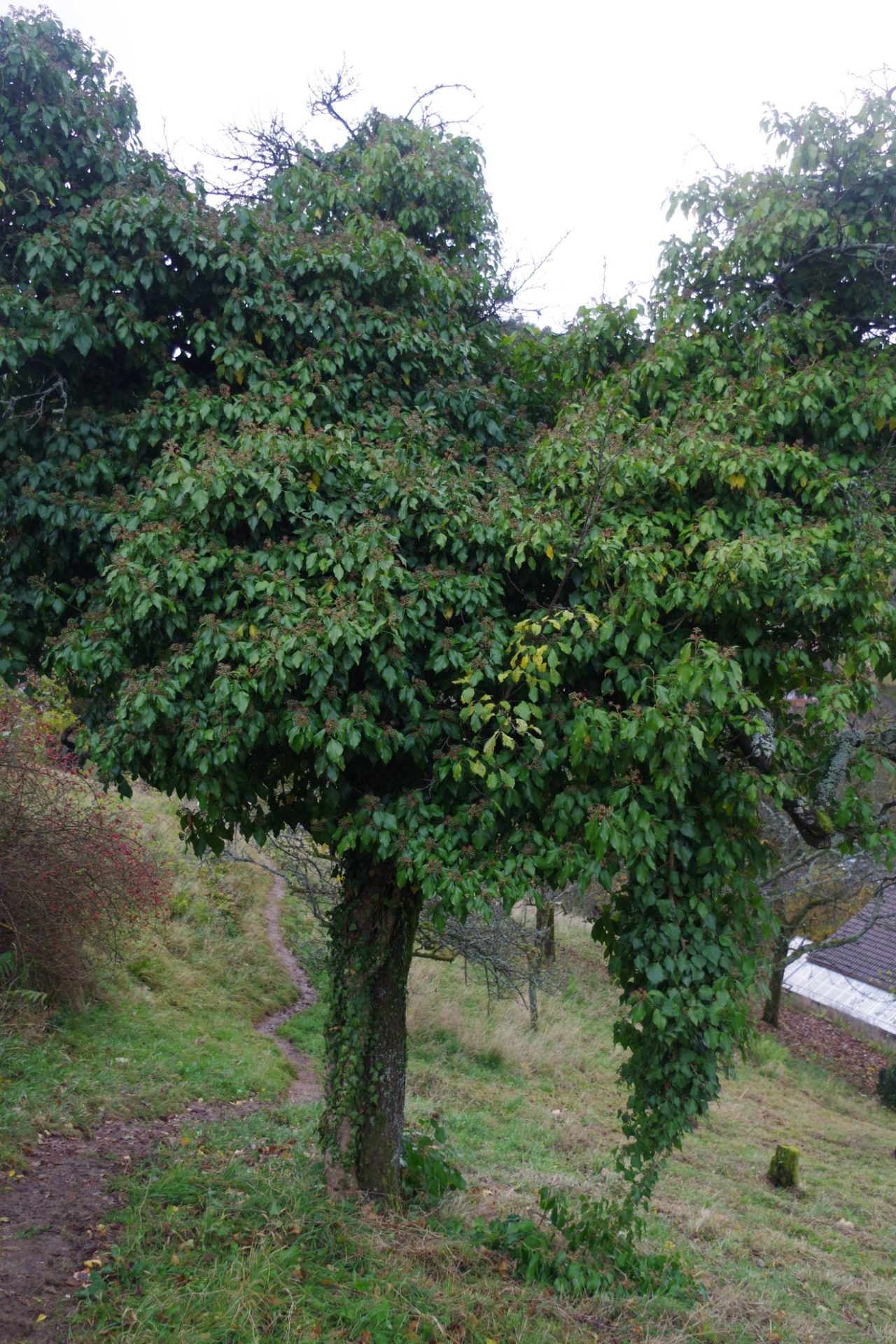 Himmlische Trockenmauerpflege in Bühlertal - Efeubaum.