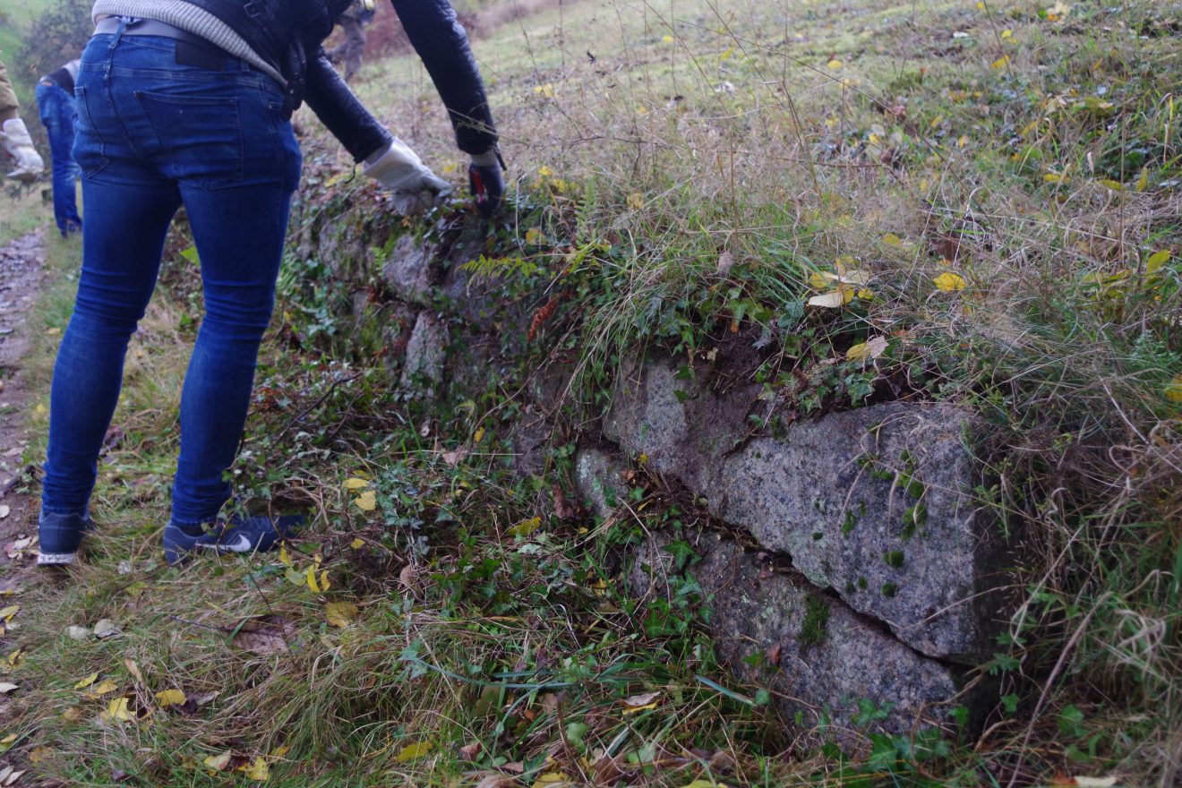 Himmlische Trockenmauerpflege auf dem Engelsberg in Bühlertal.