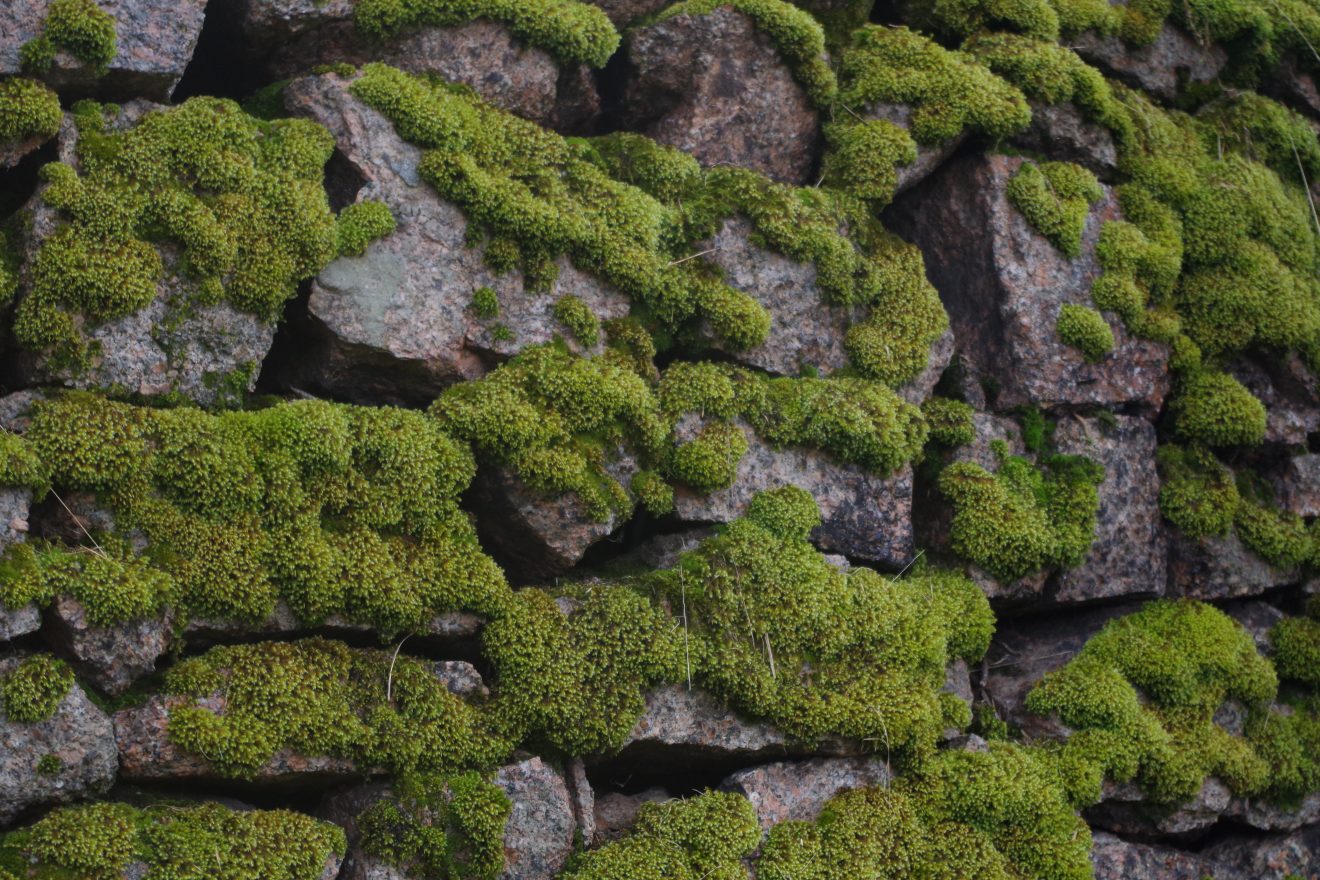 Himmlische Trockenmauerpflege auf dem Engelsberg in Bühlertal.