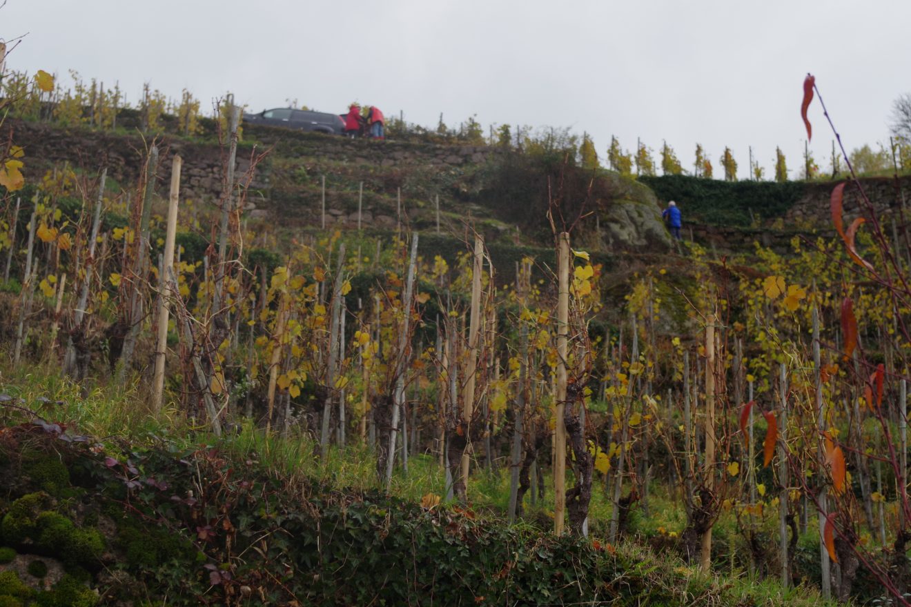 Himmlische Trockenmauerpflege auf dem Engelsberg in Bühlertal.