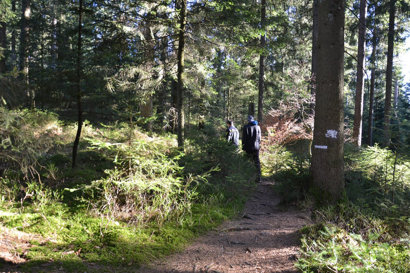 Naturpark Schwarzwald Blog, Natur und Aktiv, Kaltenbronn, Rundweg Wildsee