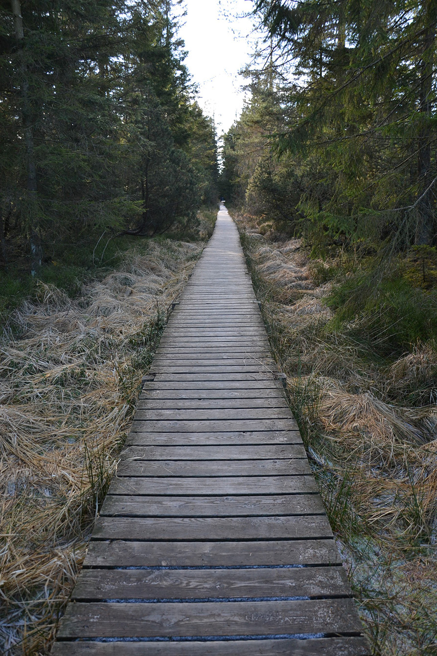 Naturpark Schwarzwald Blog, Natur und Aktiv, Kaltenbronn, Rundweg Wildsee