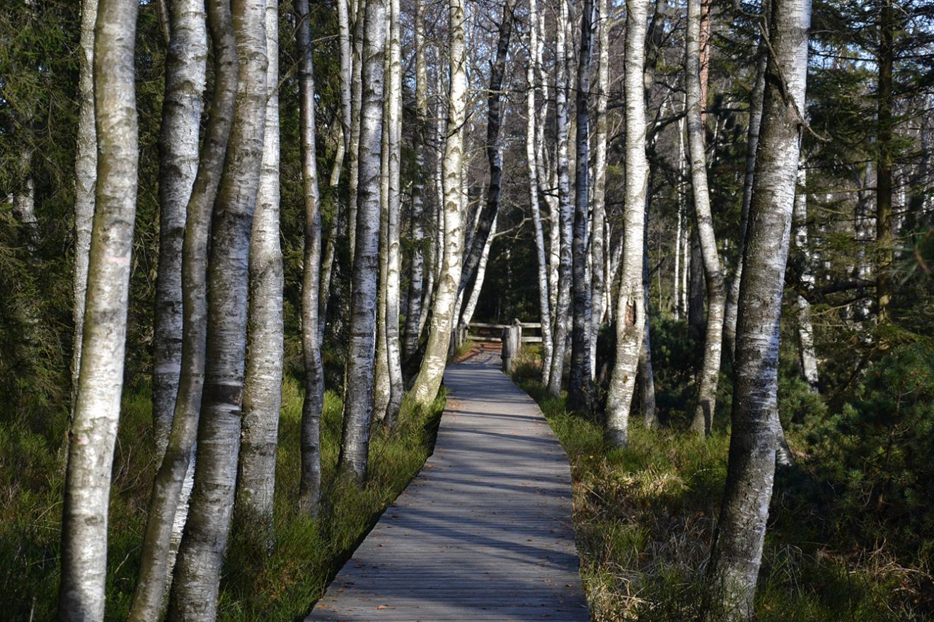 Naturpark Schwarzwald Blog, Natur und Aktiv, Kaltenbronn, Rundweg Wildsee