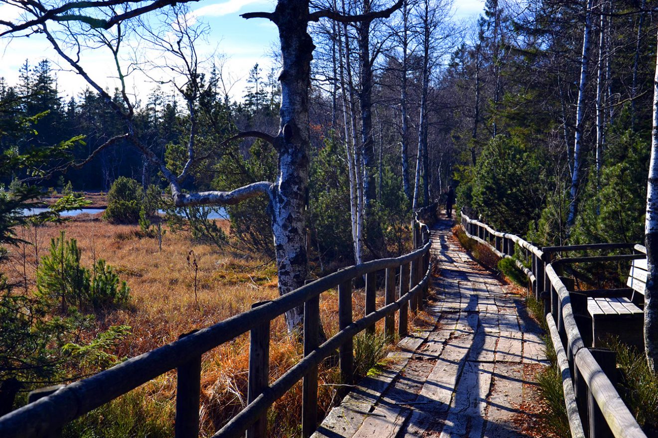 Naturpark Schwarzwald Blog, Natur und Aktiv, Kaltenbronn, Rundweg Wildsee