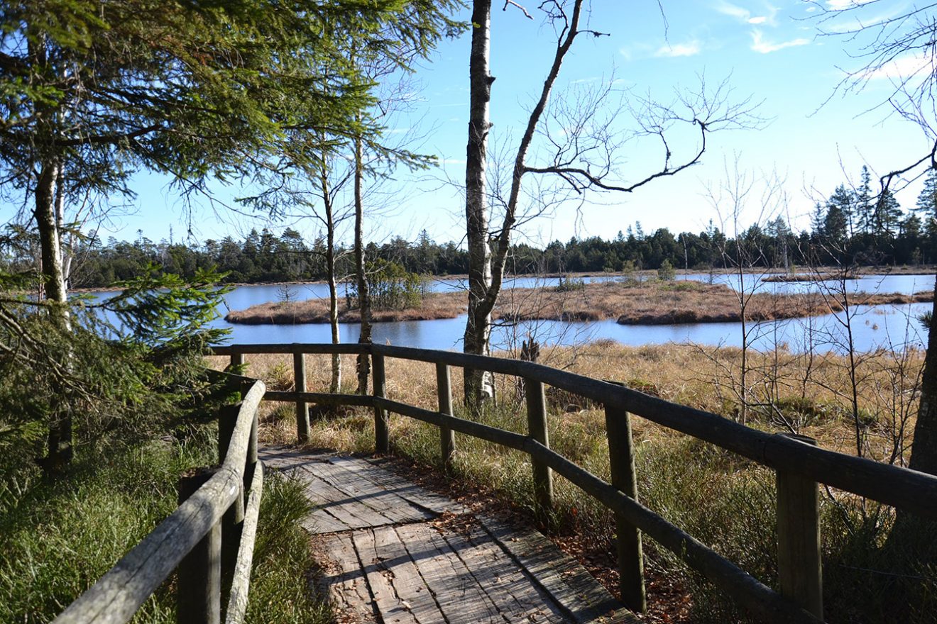 Naturpark Schwarzwald Blog, Natur und Aktiv, Kaltenbronn, Rundweg Wildsee