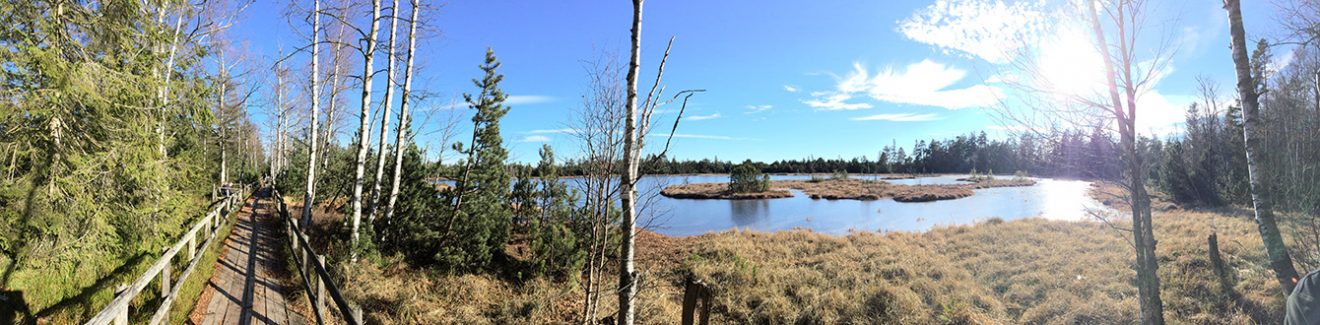 Naturpark Schwarzwald Blog, Natur und Aktiv, Kaltenbronn, Rundweg Wildsee