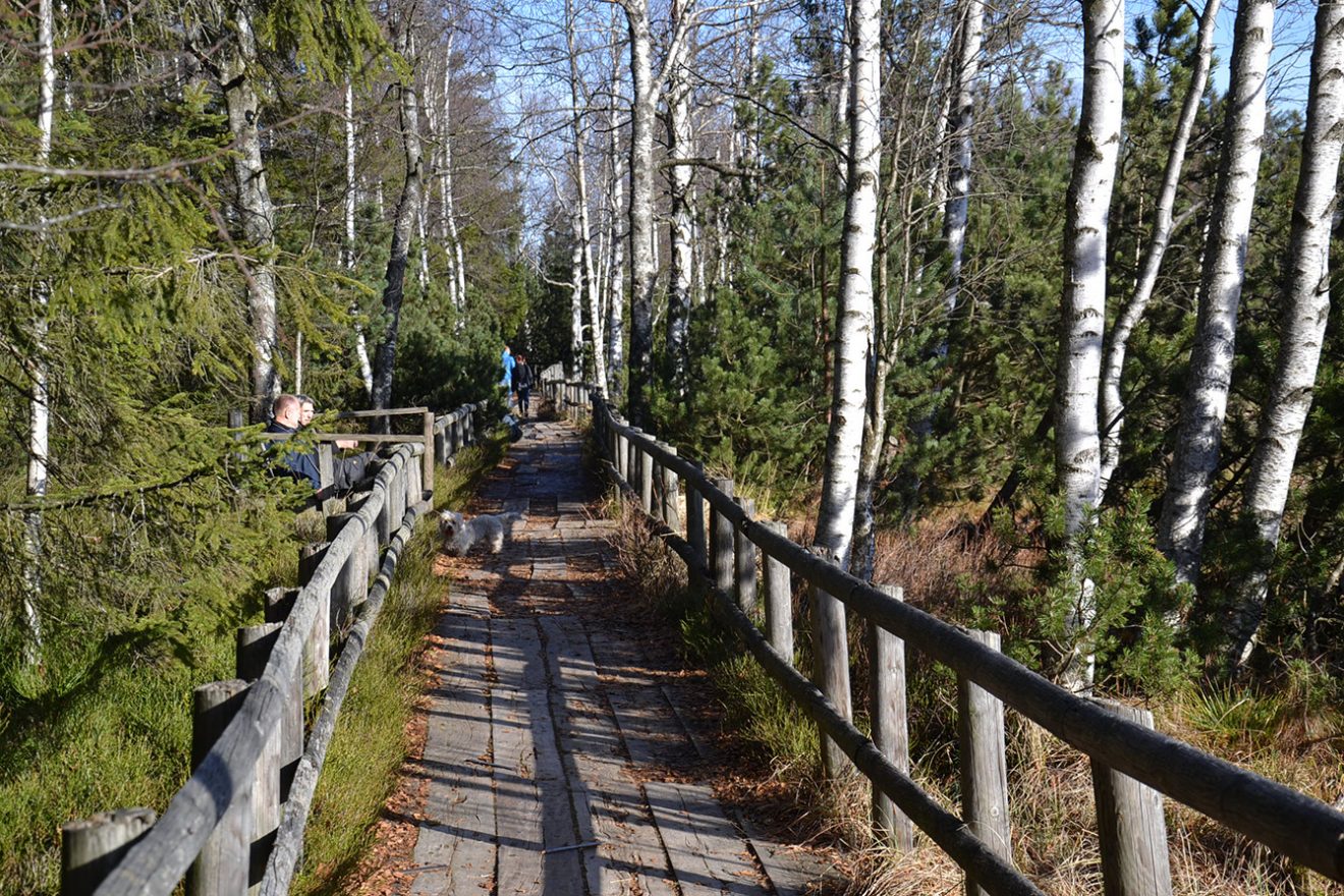 Naturpark Schwarzwald Blog, Natur und Aktiv, Kaltenbronn, Rundweg Wildsee