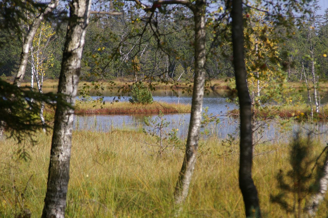 Naturpark Schwarzwald Blog, Natur und Aktiv, Kaltenbronn, Rundweg Wildsee