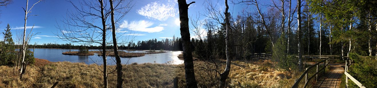 Naturpark Schwarzwald Blog, Natur und Aktiv, Kaltenbronn, Rundweg Wildsee