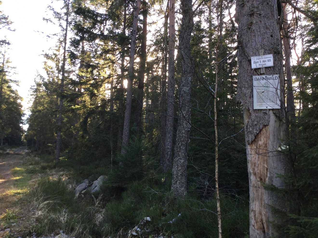 Naturpark Schwarzwald Blog, Natur und Aktiv, Kaltenbronn, Rundweg Wildsee