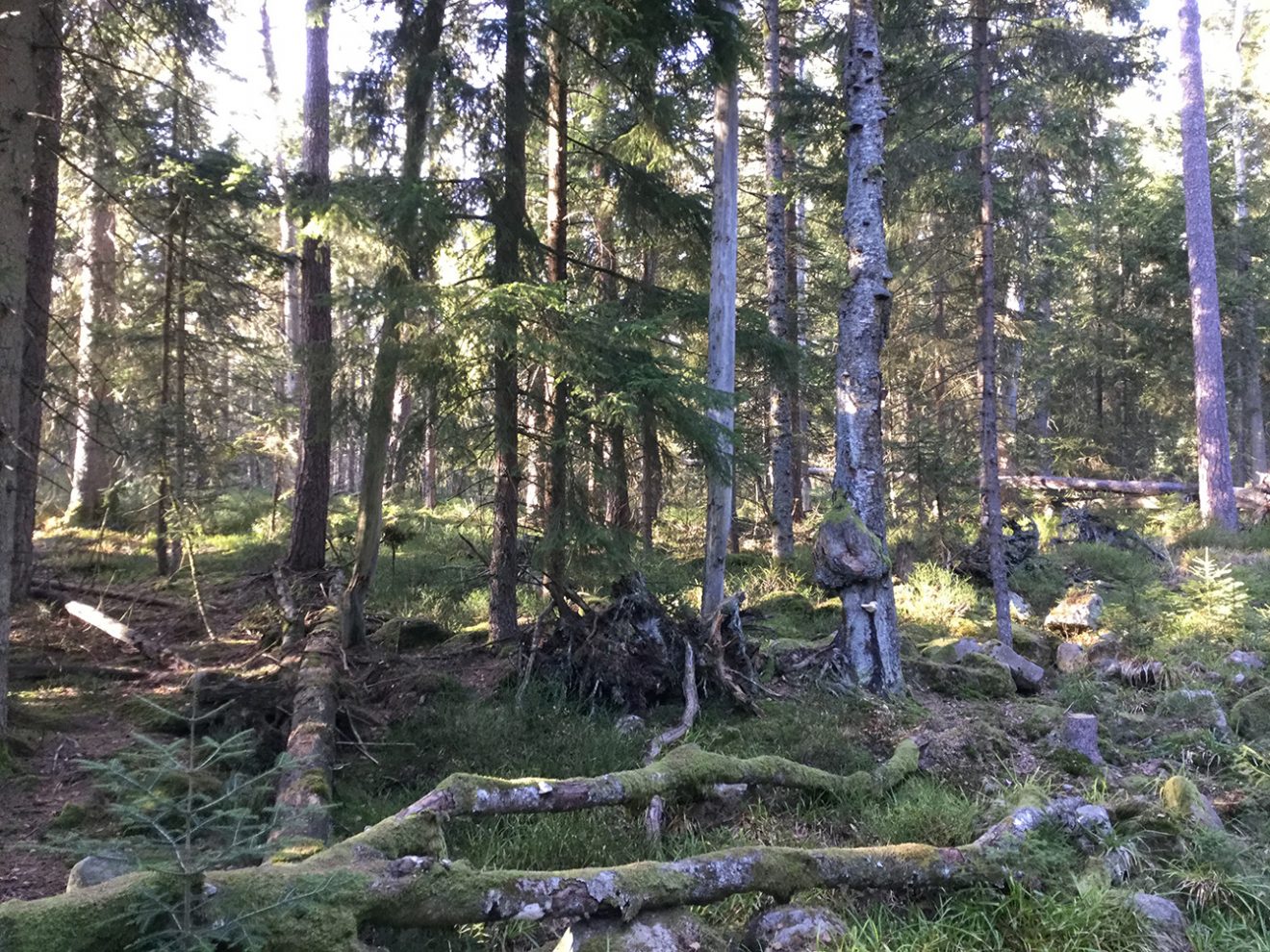 Naturpark Schwarzwald Blog, Natur und Aktiv, Kaltenbronn, Rundweg Wildsee