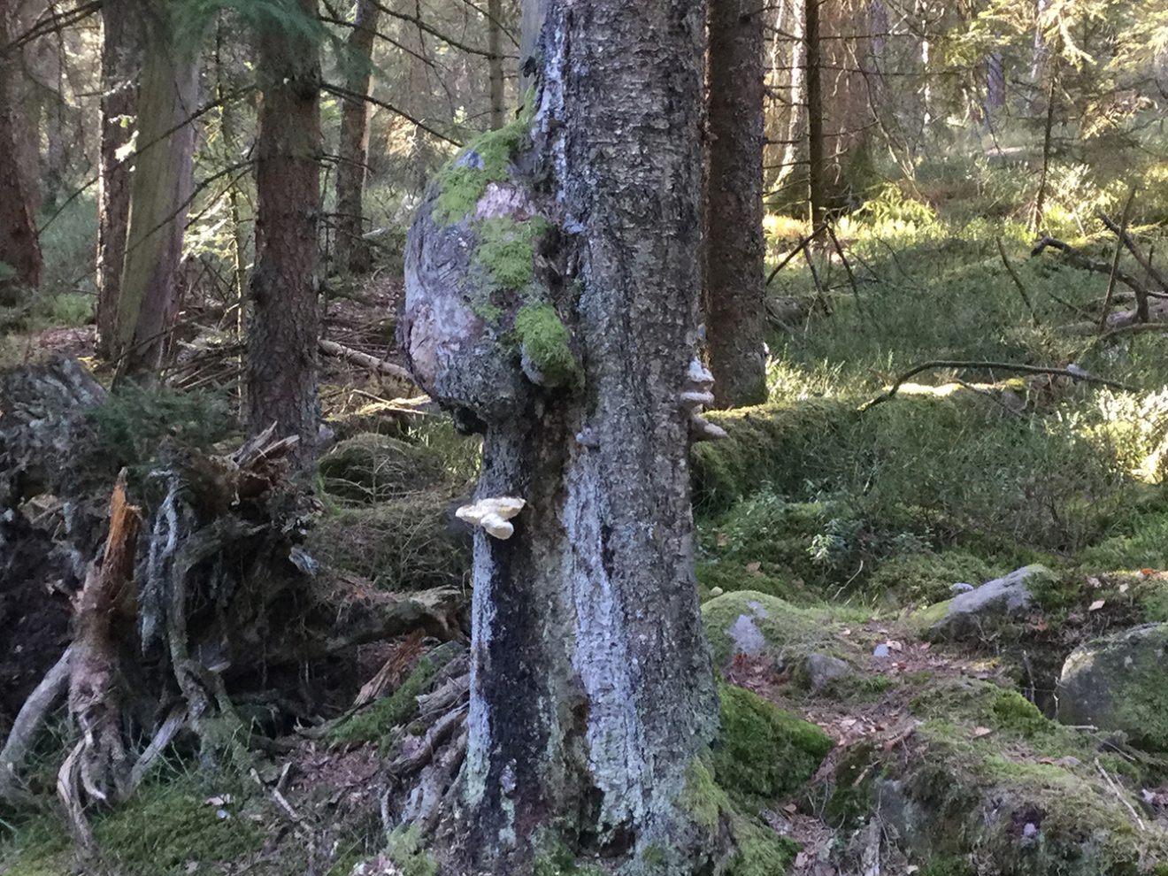 Naturpark Schwarzwald Blog, Natur und Aktiv, Kaltenbronn, Rundweg Wildsee