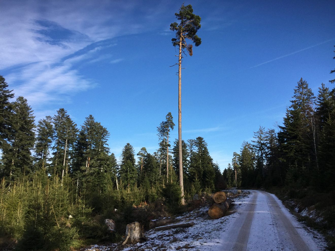 Naturpark Schwarzwald Blog, Natur und Aktiv, Kaltenbronn, Rundweg Wildsee