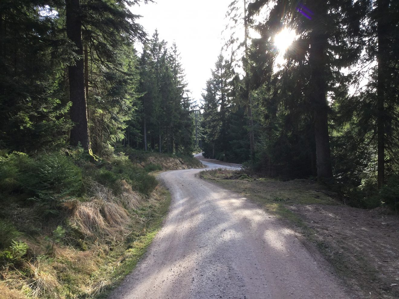 Naturpark Schwarzwald Blog, Natur und Aktiv, Kaltenbronn, Rundweg Wildsee