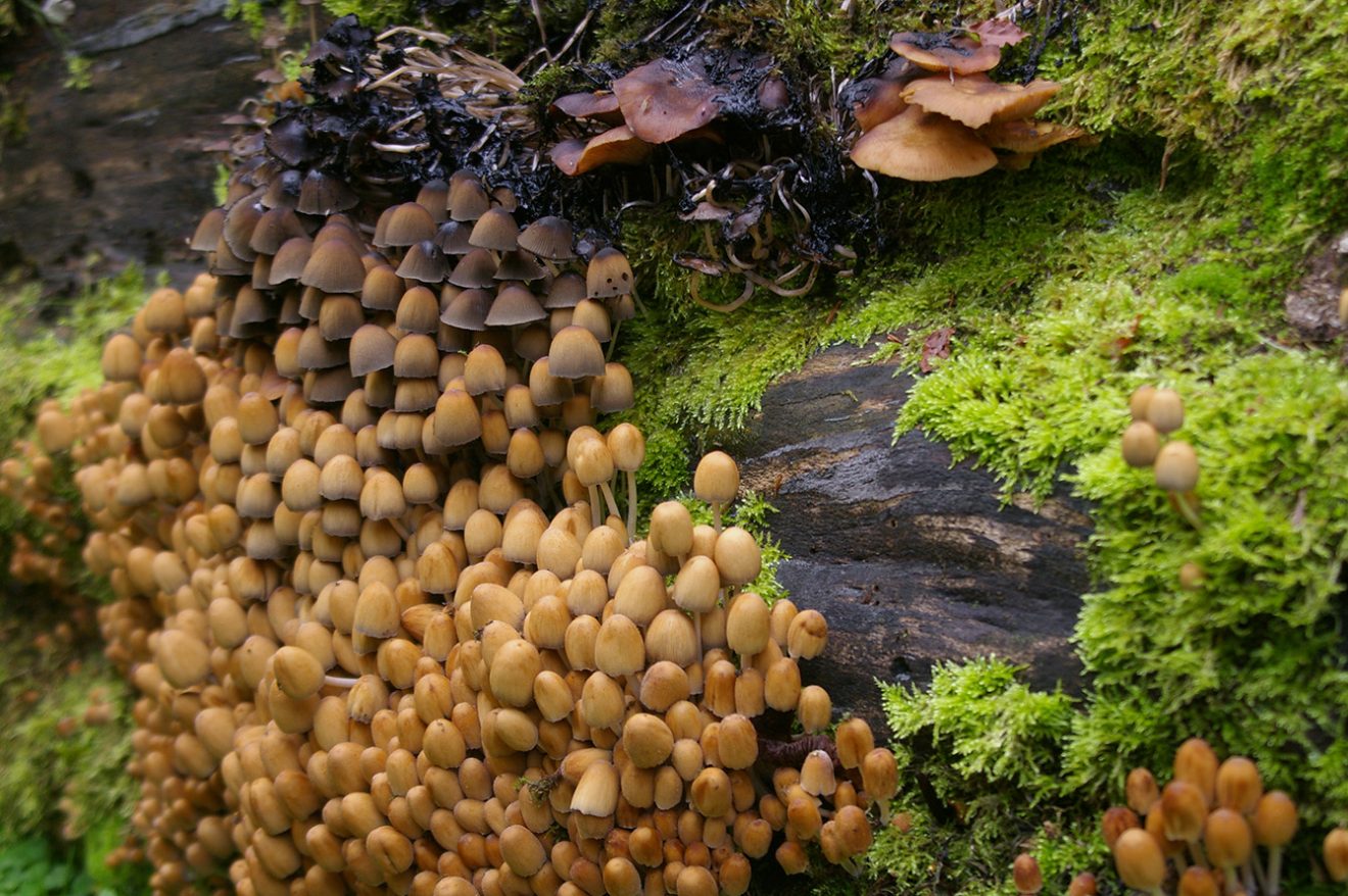 Naturpark Schwarzwald Blog, Natur und Aktiv, Kaltenbronn, Rundweg Wildsee
