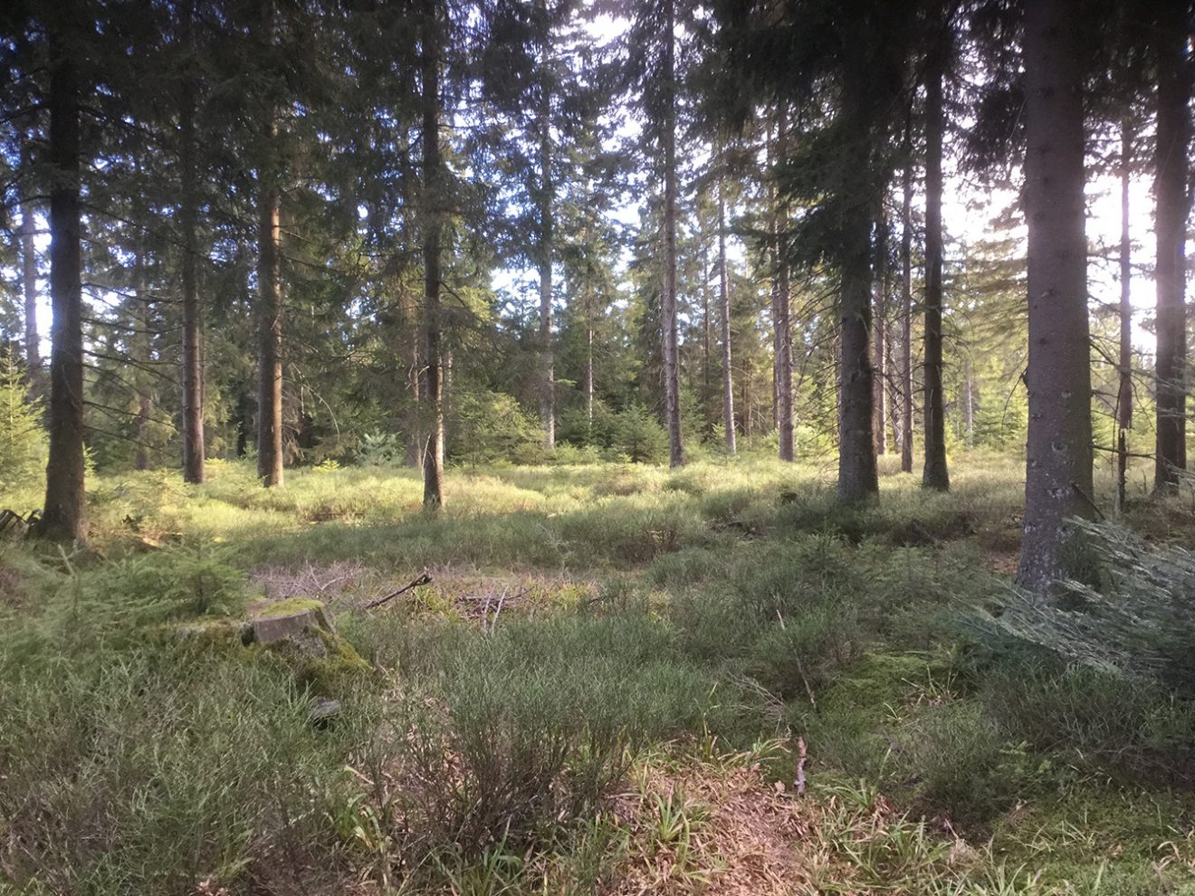 Naturpark Schwarzwald Blog, Natur und Aktiv, Kaltenbronn, Rundweg Wildsee