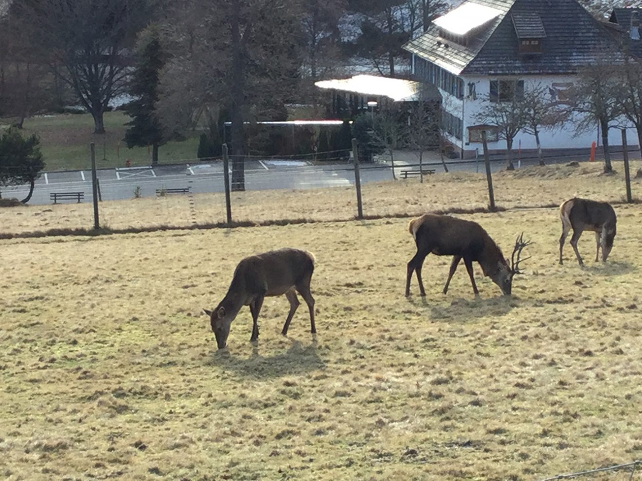 Naturpark Schwarzwald Blog, Natur und Aktiv, Kaltenbronn, Rundweg Wildsee