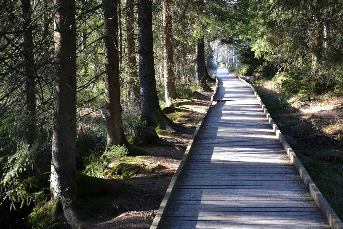 Naturpark Schwarzwald Blog, Natur und Aktiv, Kaltenbronn, Rundweg Wildsee