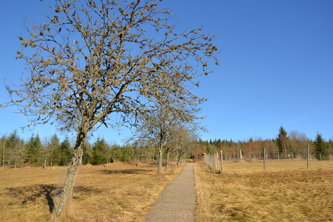 Naturpark Schwarzwald Blog, Natur und Aktiv, Kaltenbronn, Rundweg Wildsee