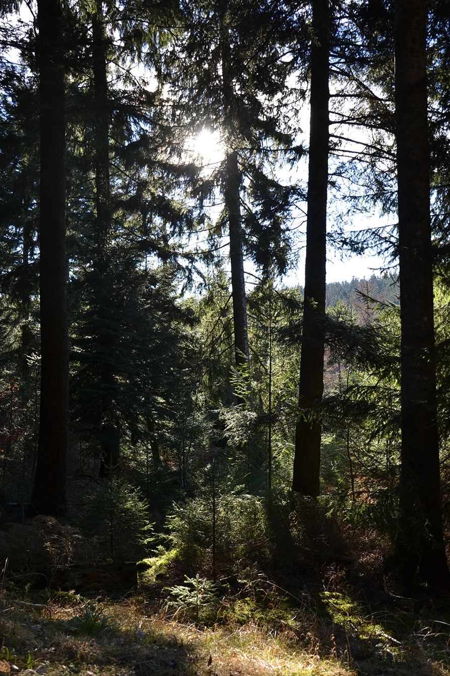 Naturpark Schwarzwald Blog, Natur und Aktiv, Kaltenbronn, Rundweg Wildsee