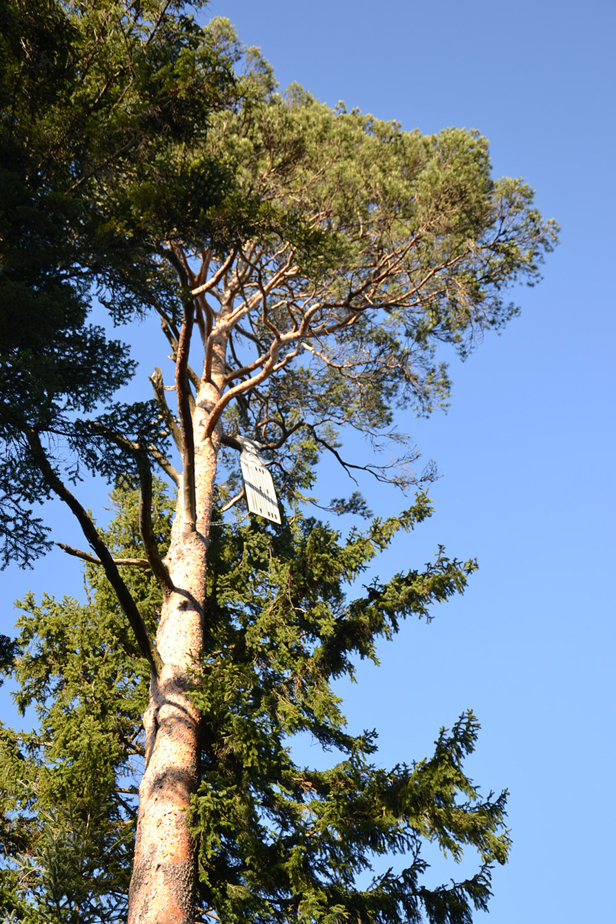 Naturpark Schwarzwald Blog, Natur und Aktiv, Kaltenbronn, Rundweg Wildsee