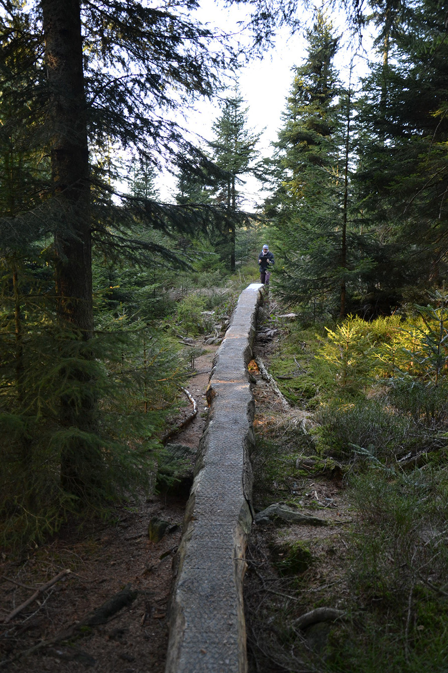 Naturpark Schwarzwald Blog, Natur und Aktiv, Kaltenbronn, Rundweg Wildsee