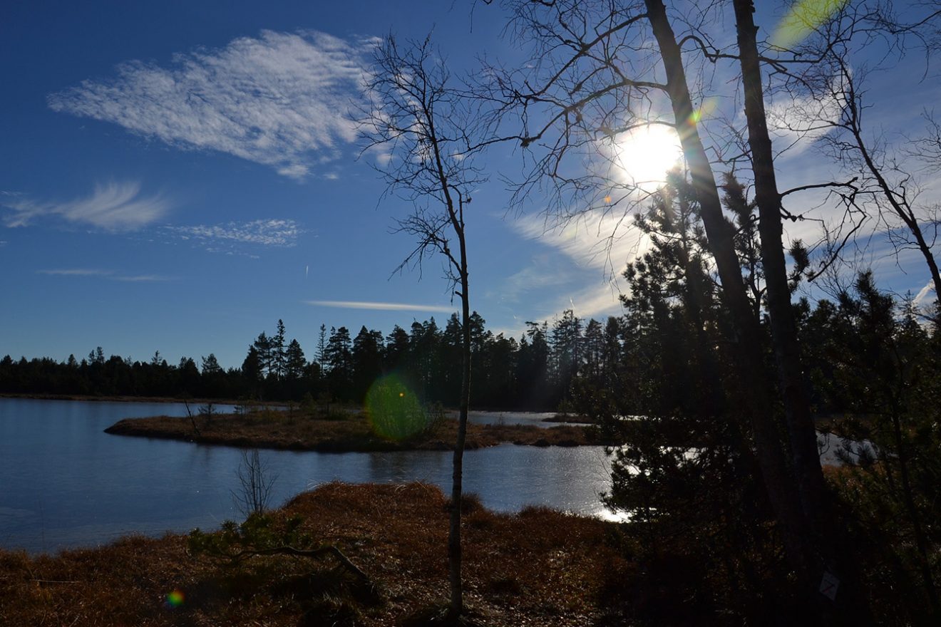 Naturpark Schwarzwald Blog, Natur und Landschaft, Hochmoor Kaltenbronn