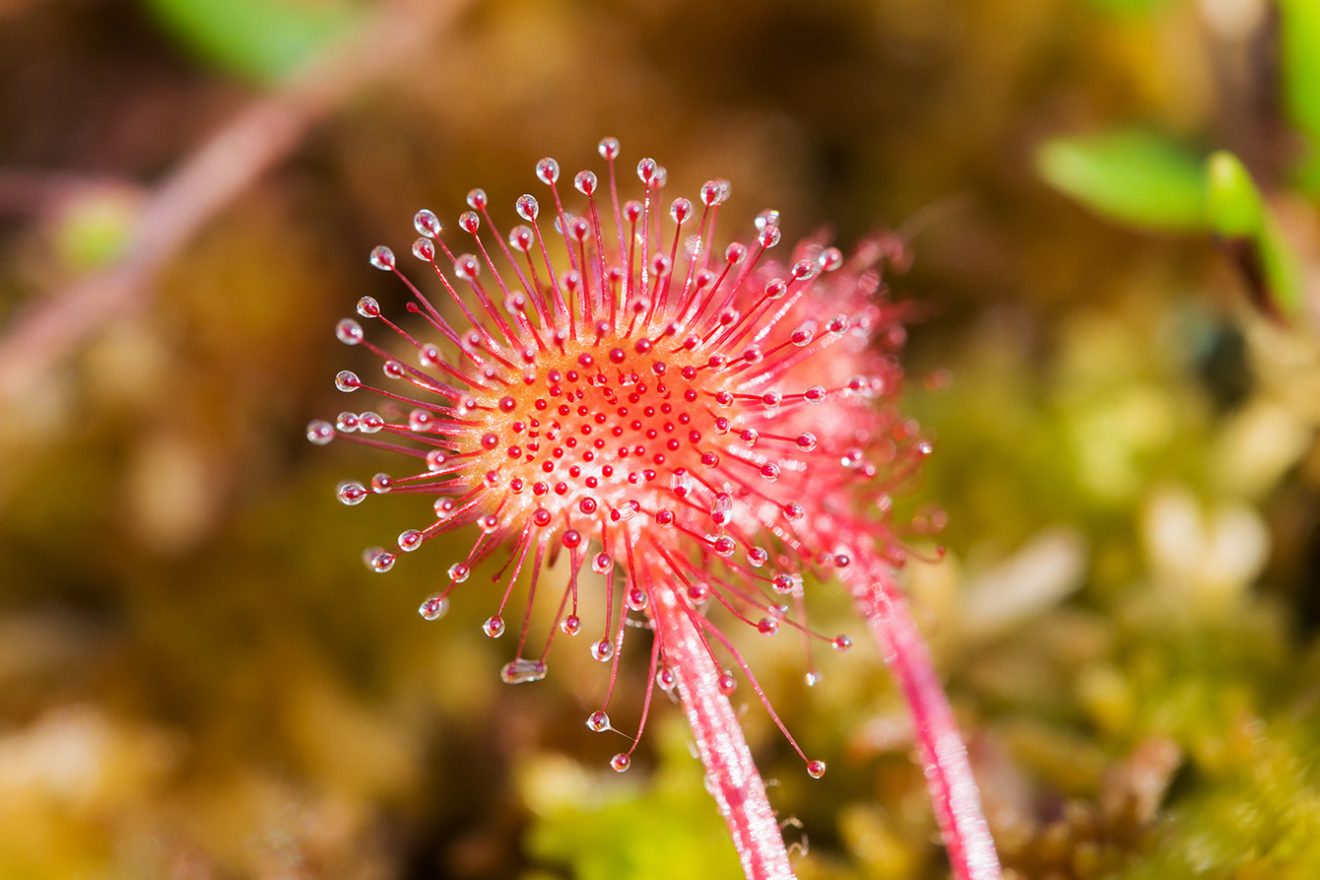 Naturpark Schwarzwald Blog, Natur und Landschaft, Hochmoor Kaltenbronn