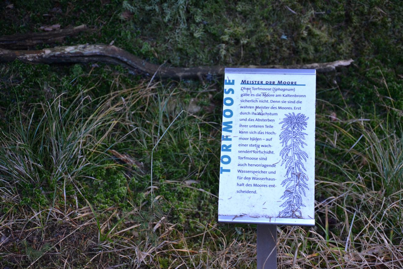Naturpark Schwarzwald Blog, Natur und Landschaft, Hochmoor Kaltenbronn