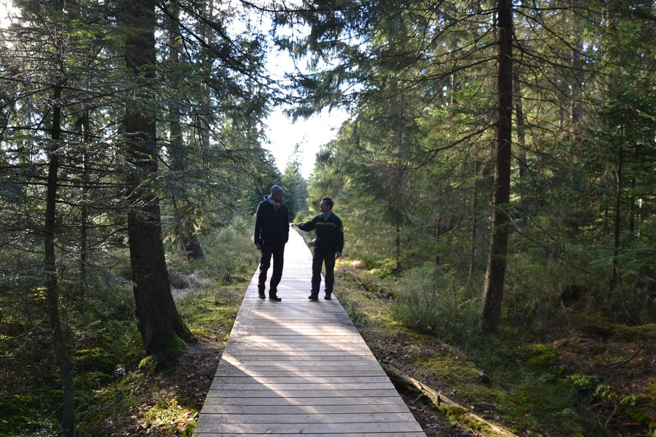 Naturpark Schwarzwald Blog, Natur und Landschaft, Hochmoor Kaltenbronn