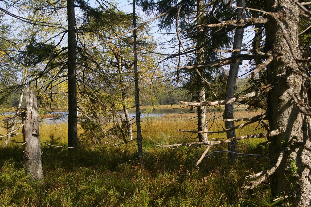 Naturpark Schwarzwald Blog, Natur und Landschaft, Hochmoor Kaltenbronn