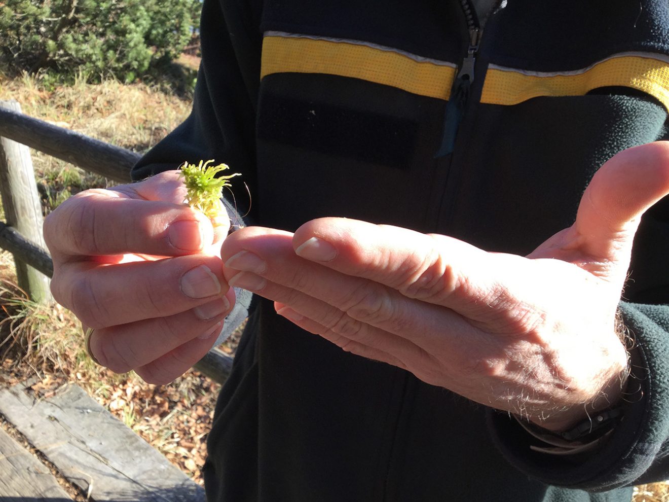 Naturpark Schwarzwald Blog, Natur und Landschaft, Hochmoor Kaltenbronn