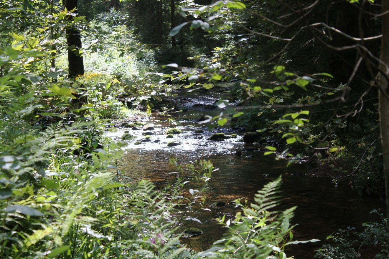 Trekking Schwarzwald