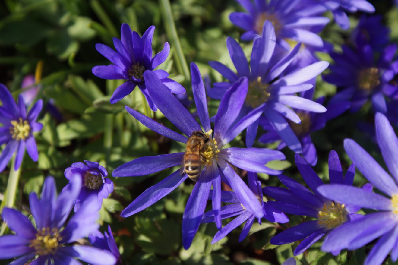 Wildblumen im Blühenden Naturpark