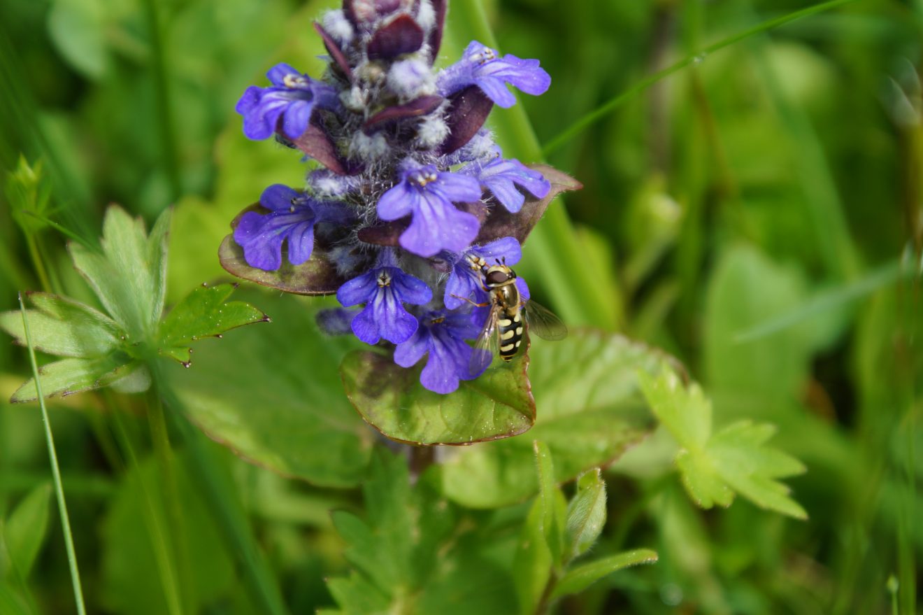 Einheimische Wildblumen sind die Lebens- und Nahrungsgrundlage für die meisten Insekten.