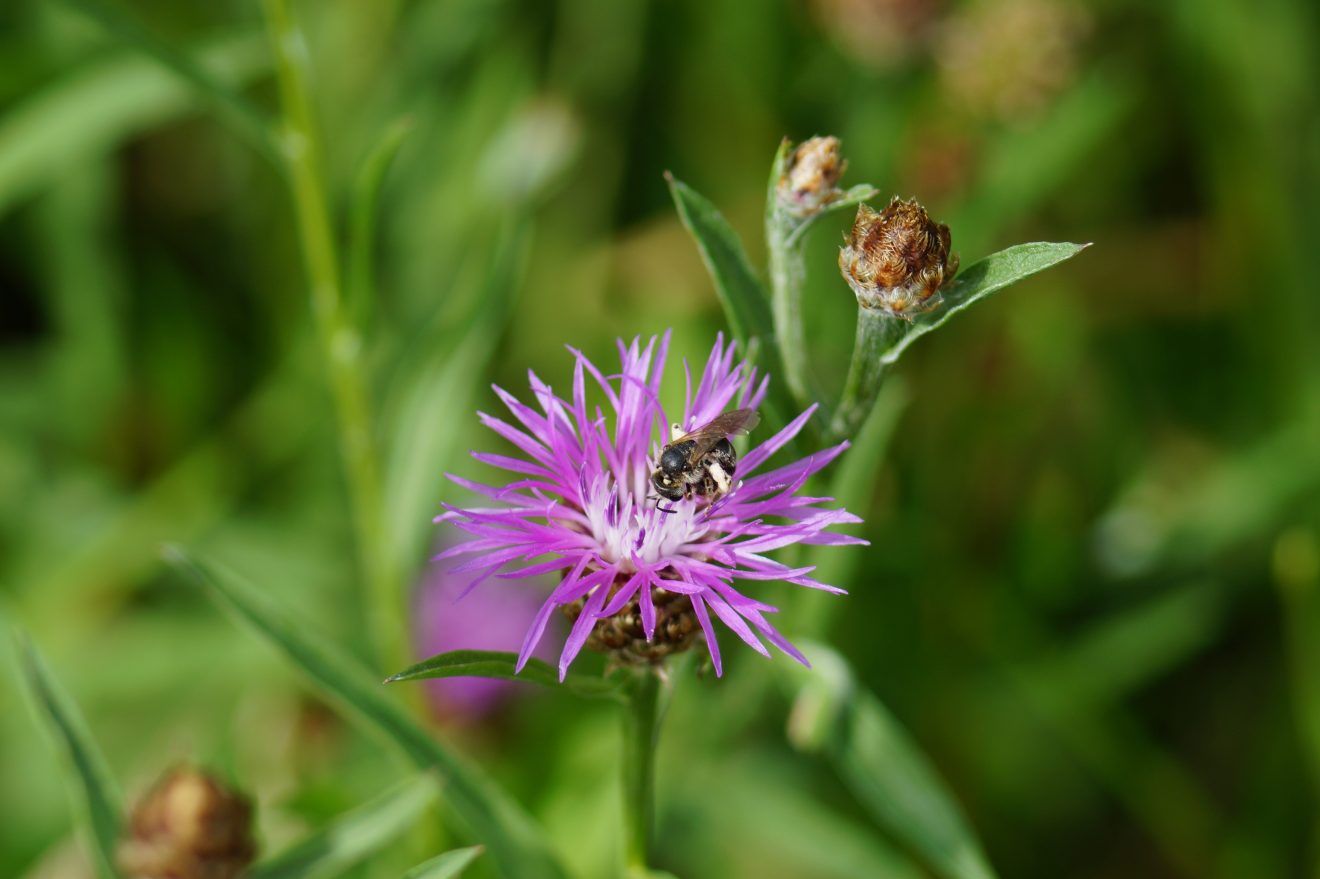 Naturpark-Blog_Bluehender-Naturpark_Forum-Bienenweide_Haus-des-Gastes_(c)_Stefan-Dangel-