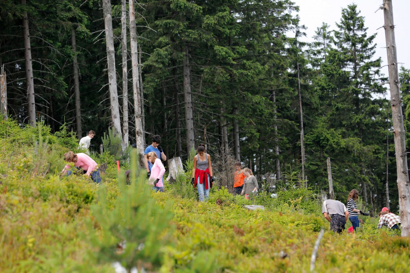 Herzenssache Natur: Auerwild-Habitatpflege in Baden-Baden