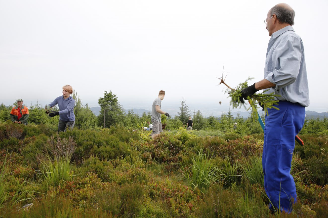 Herzenssache Natur: Auerwild-Habitatpflege in Baden-Baden