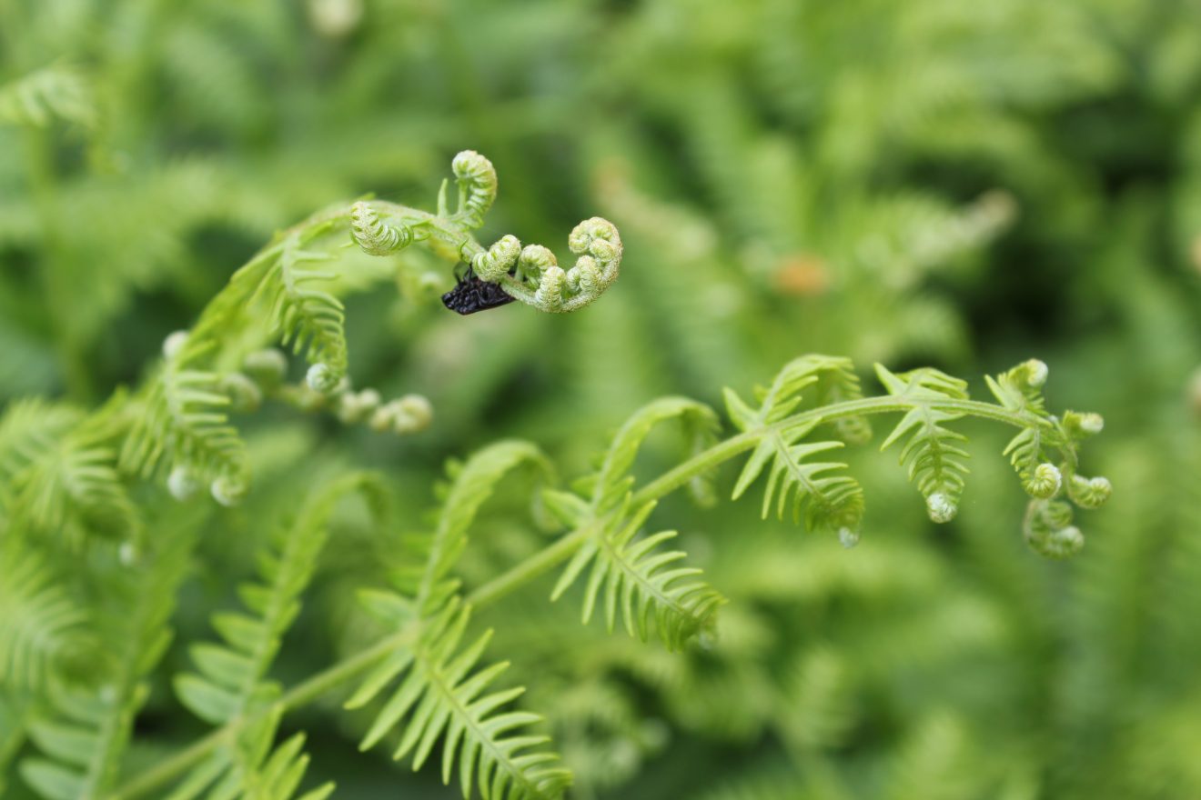 Bunte Wiesenvielfalt: Adlerfarn schlägeln im Reichenbachtal bei Gernsbach.