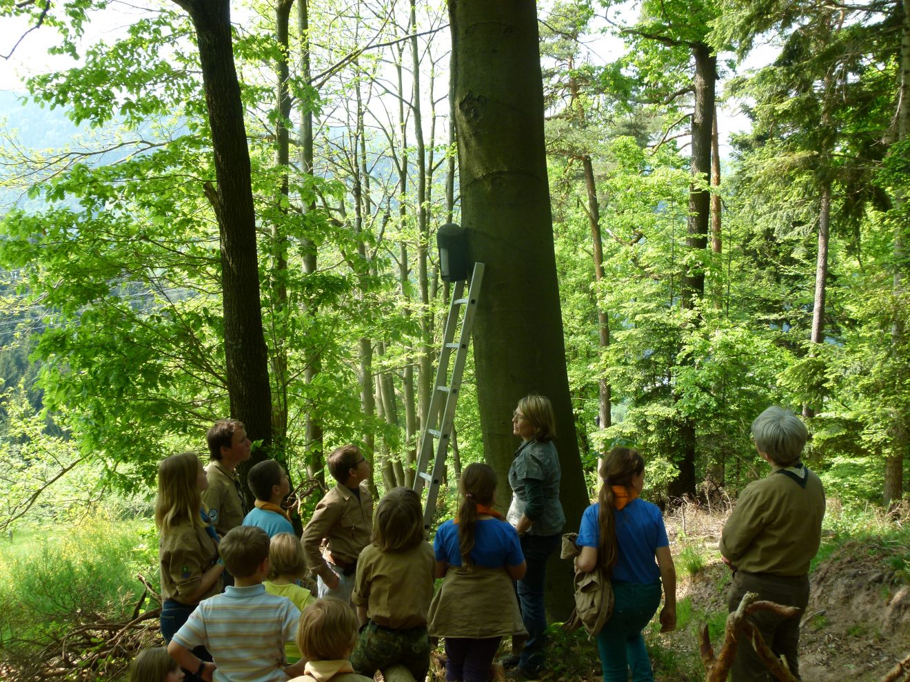 Bunte Wiesenvielfalt: Adlerfarn schlägeln im Reichenbachtal bei Gernsbach. Zwischendurch geht es auch um Fledermäuse.