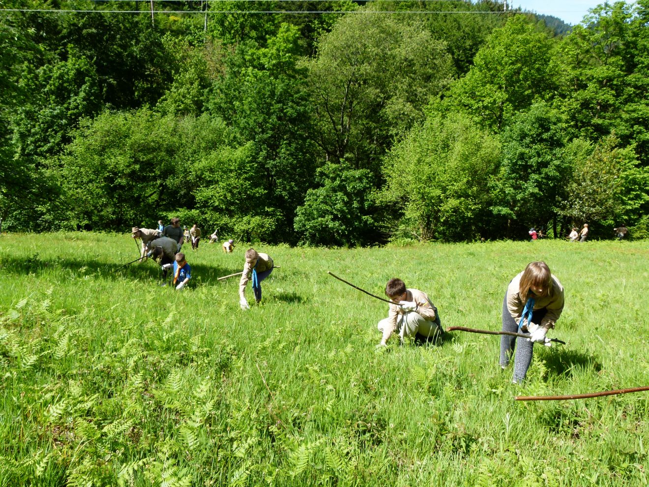Bunte Wiesenvielfalt: Adlerfarn schlägeln im Reichenbachtal bei Gernsbach.