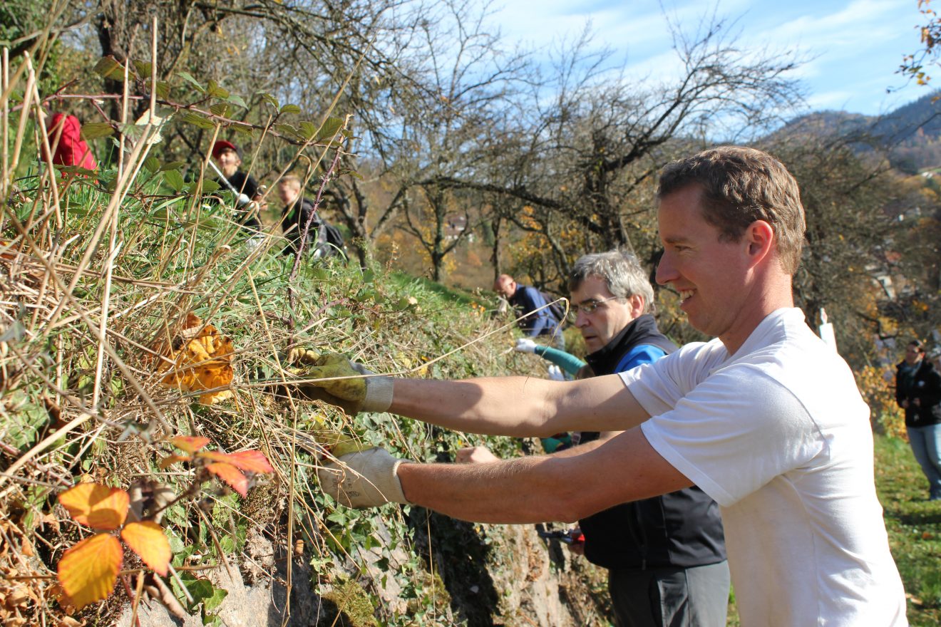 Himmlische Trockenmauerpflege Bühlertal