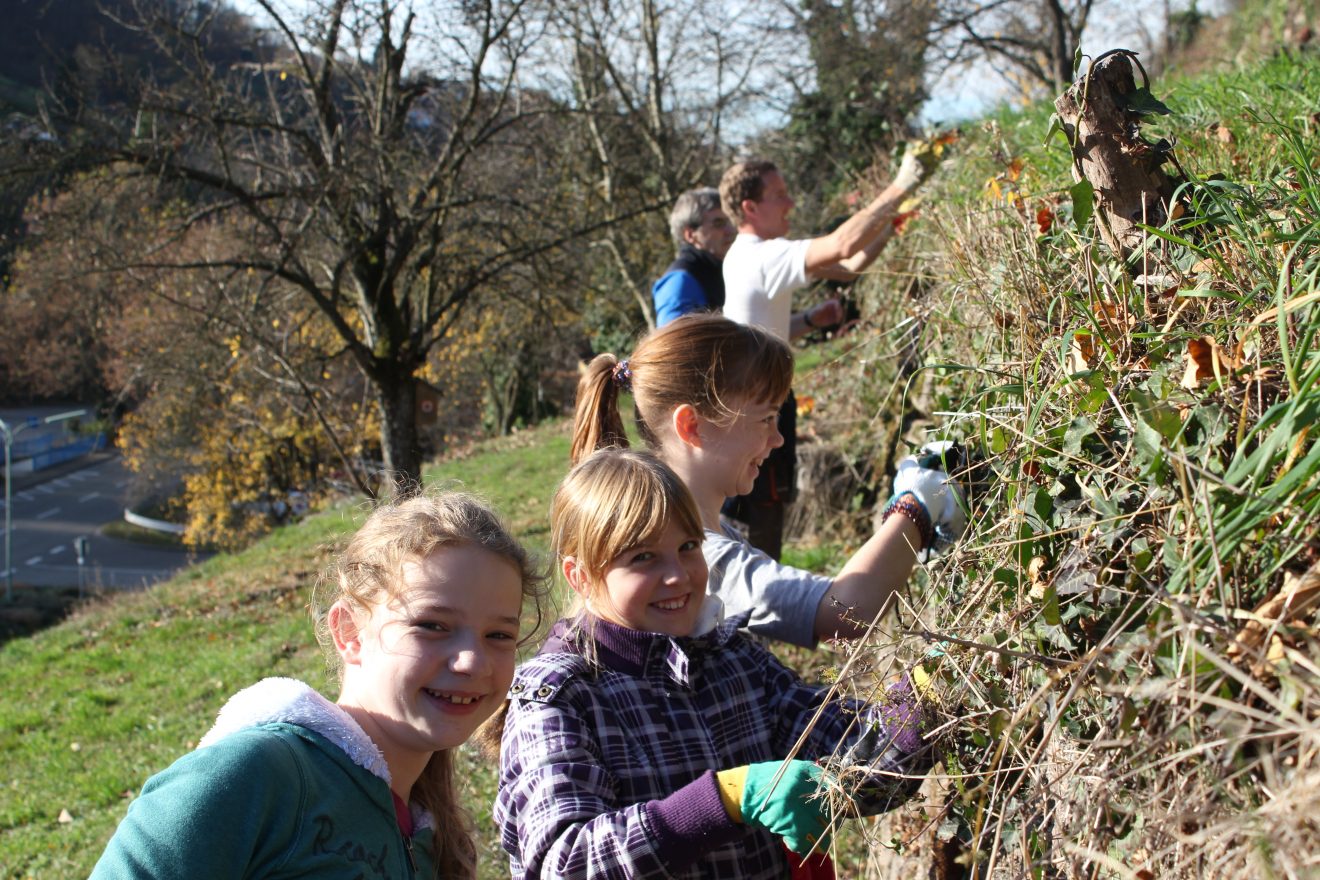 Himmlische Trockenmauerpflege Bühlertal