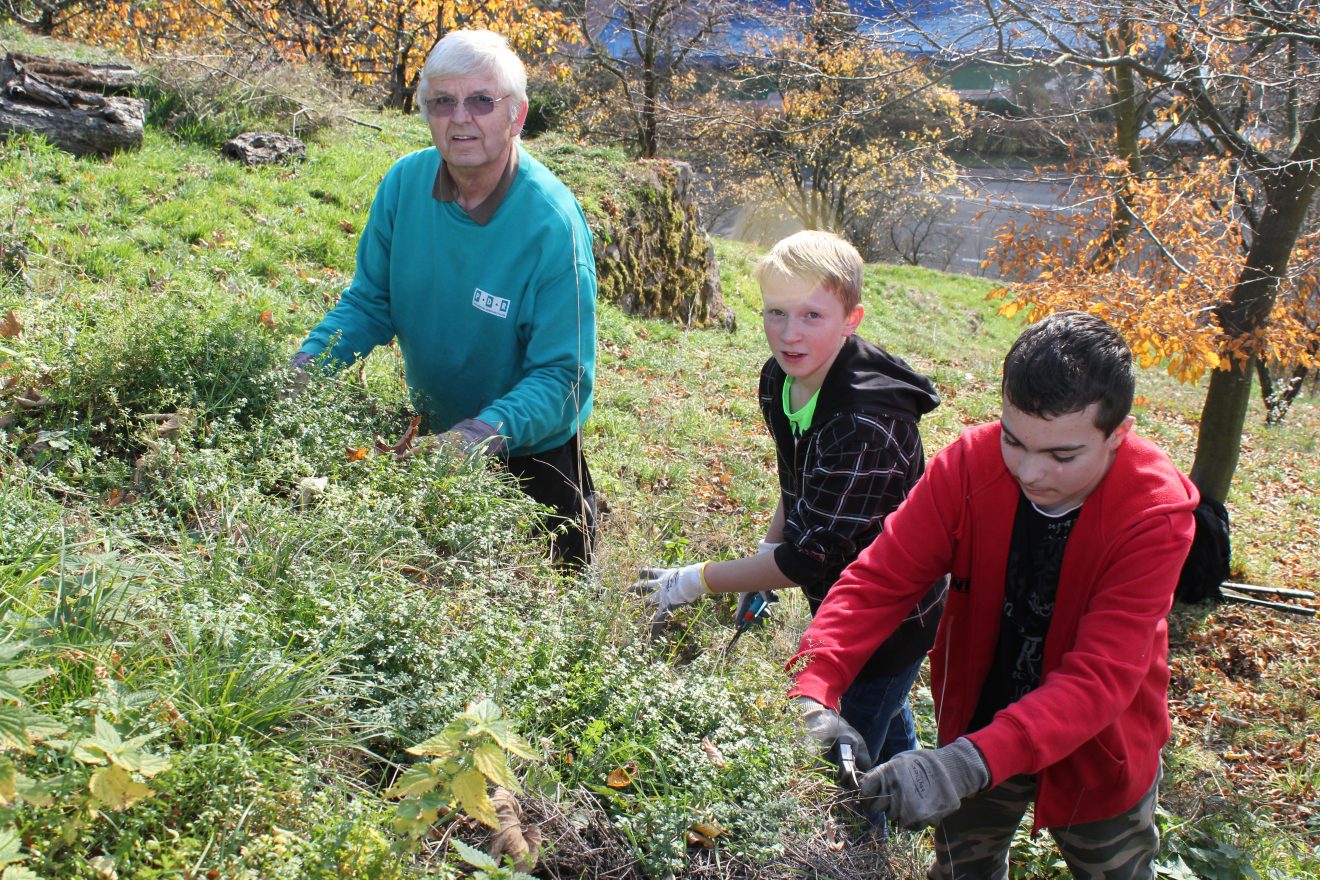 Himmlische Trockenmauerpflege Bühlertal