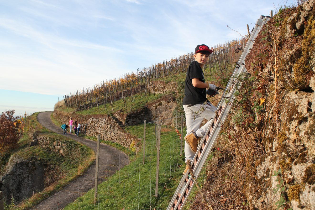 Himmlische Trockenmauerpflege Bühlertal