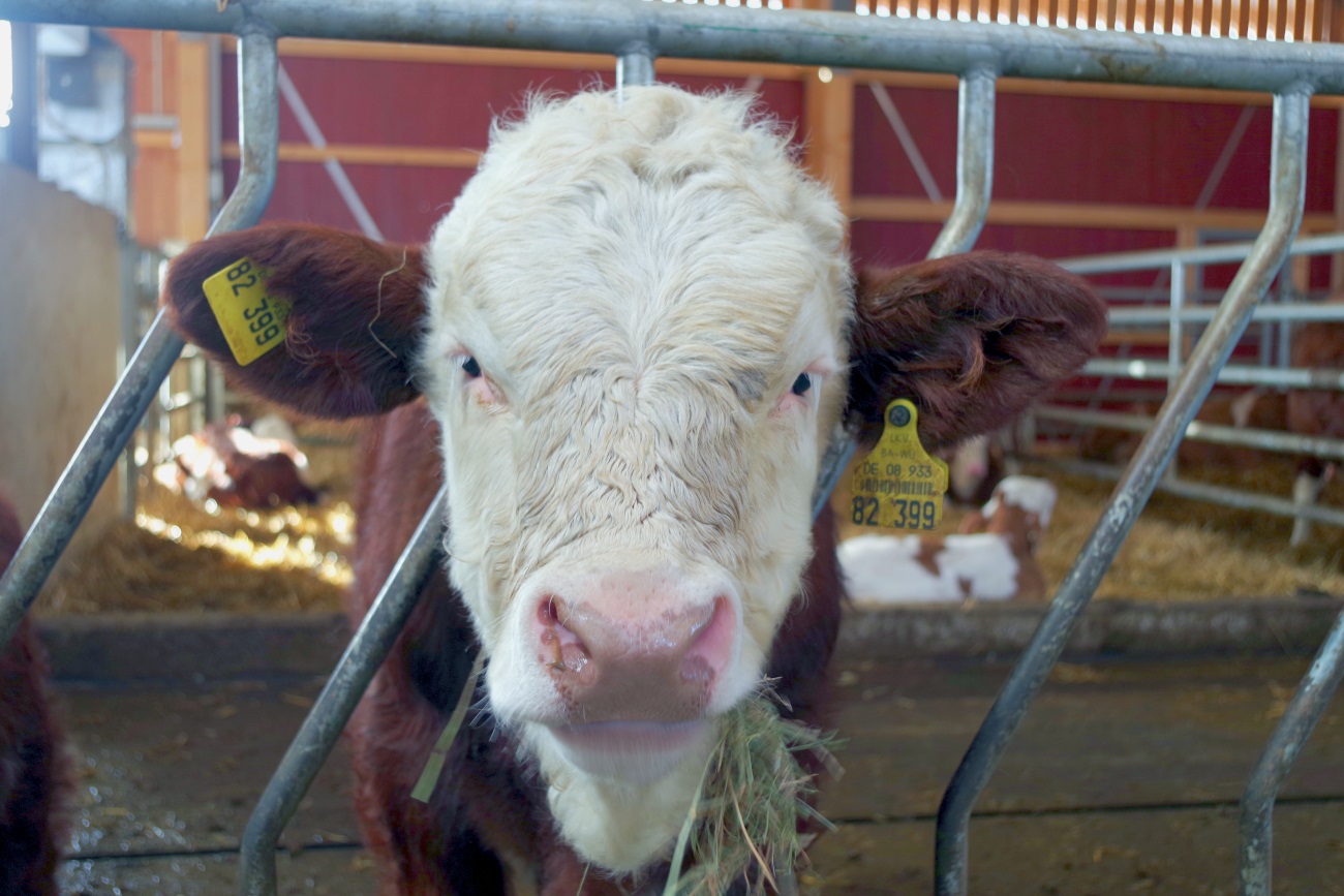 Zum Naturparkhotel Schwanen in Kälberbronn gehört auch eine Rinderzucht.